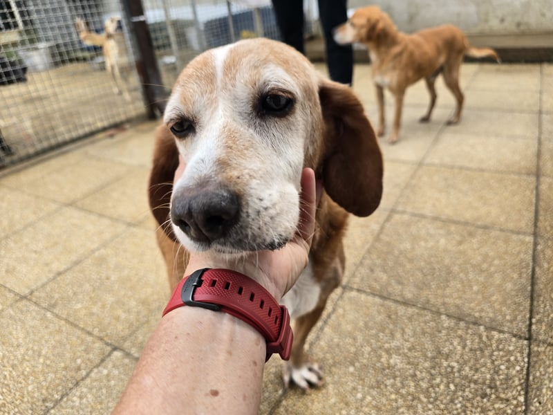 Perla: einmal nur geliebt werden...