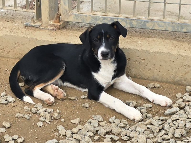 Zero: er wäre gerne Familienhund