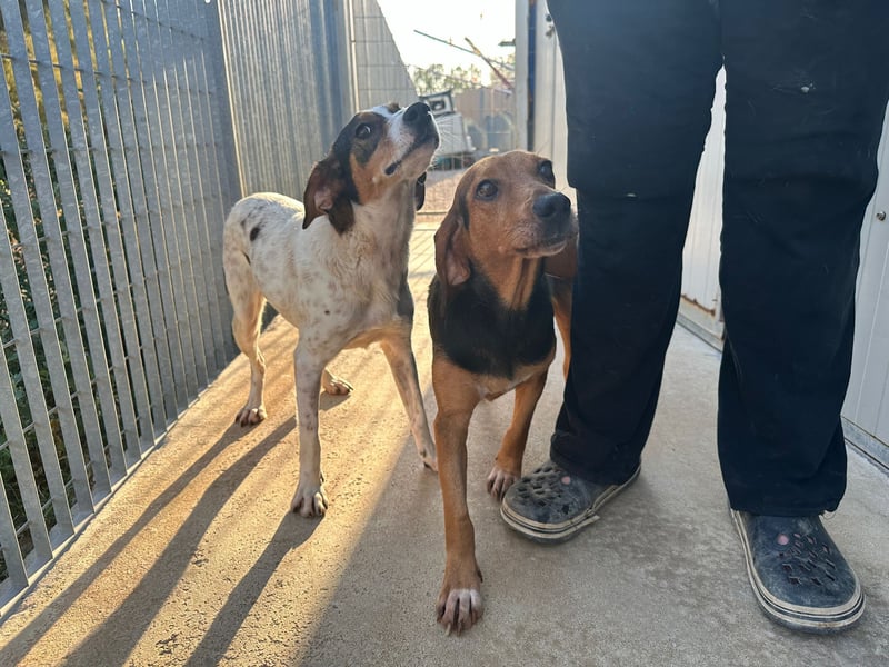 Fine: eine Seele von Hund