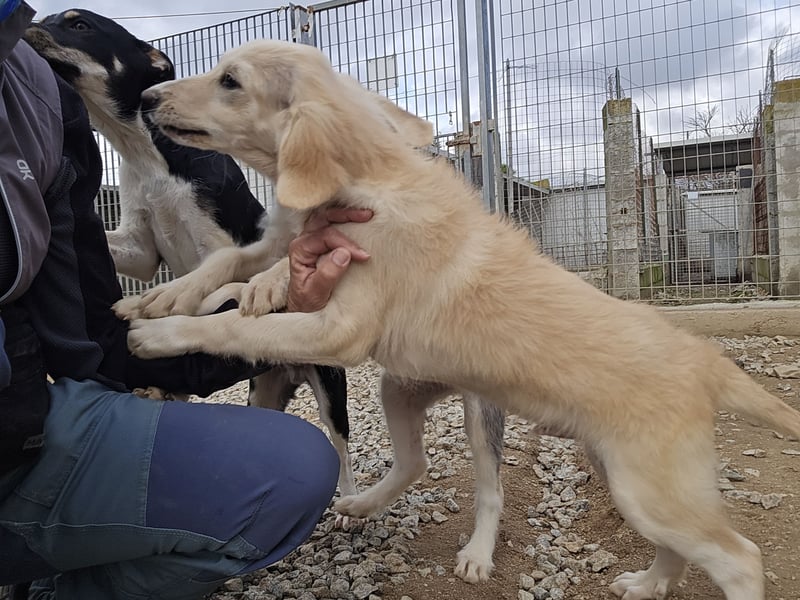 Cianbella:  kleine Zuckerschnute