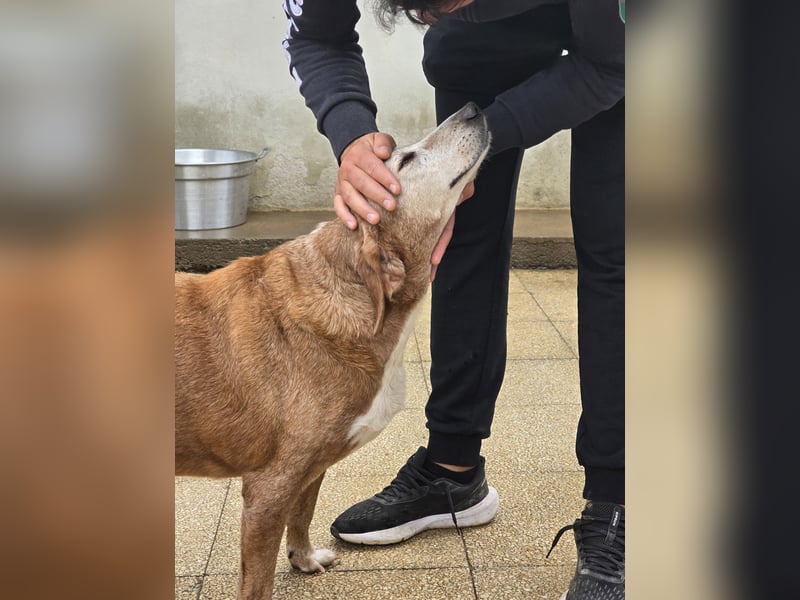 Perla: einmal nur geliebt werden...