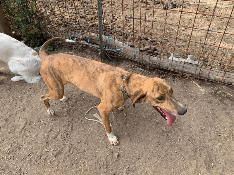 Toots: von der Kette ins liebevolle Zuhause