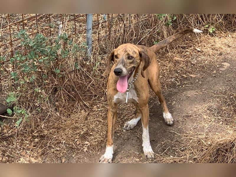 Toots: von der Kette ins liebevolle Zuhause