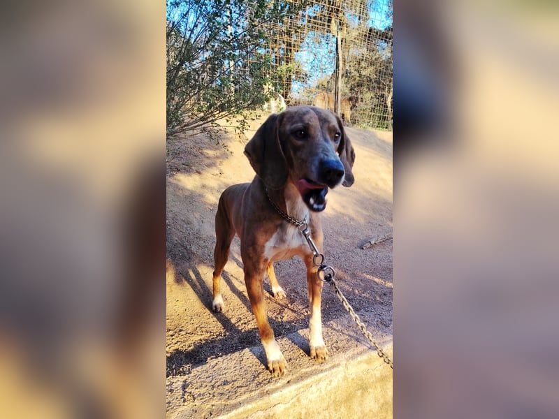 Toots: von der Kette ins liebevolle Zuhause