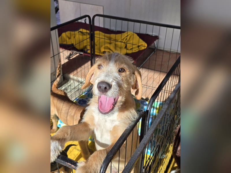 Simon: kleiner Herzensbrecher