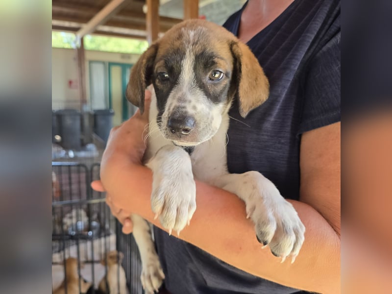 Steven: perfekter Hund für aktive Familien
