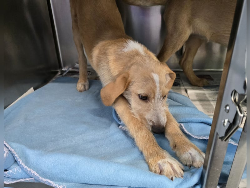 Simon: kleiner Herzensbrecher