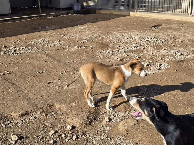 Billie: Hallo, hier bin ich!