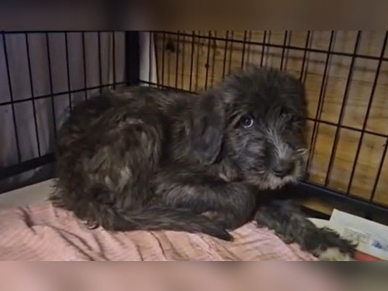 Astra: bereit für ihre eigene Familie