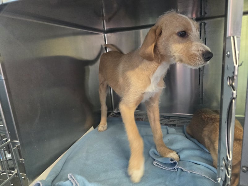 Simon: kleiner Herzensbrecher