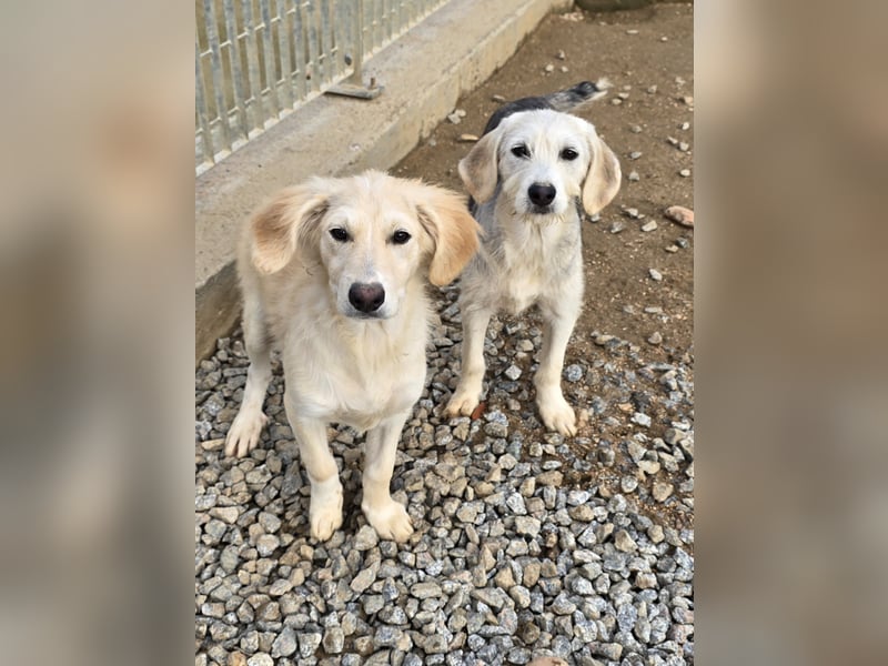 Cianbella:  kleine Zuckerschnute