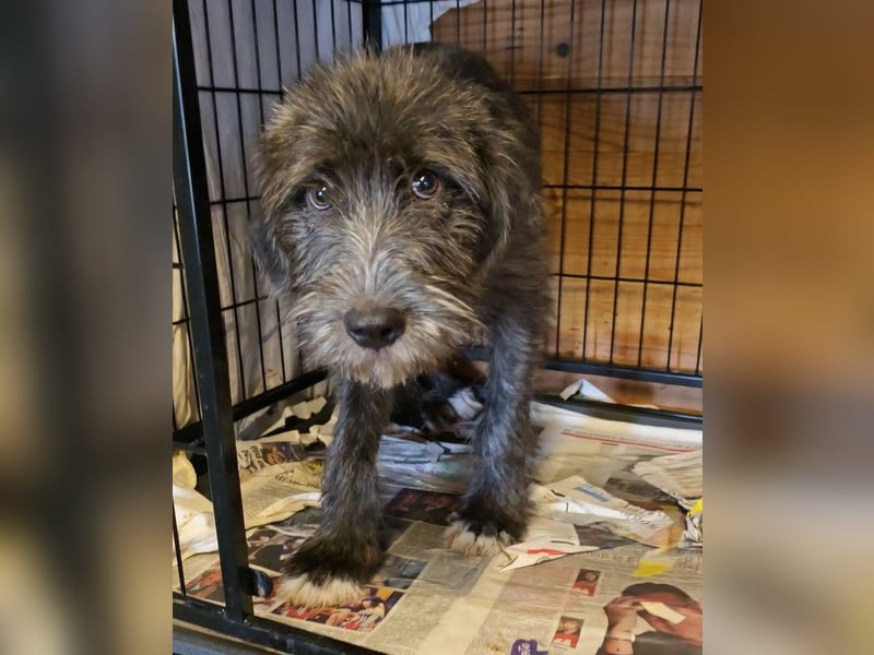 Astra: bereit für ihre eigene Familie