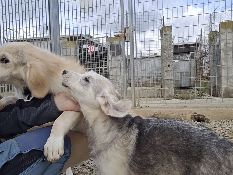 Cupcake: einfach nur Zucker