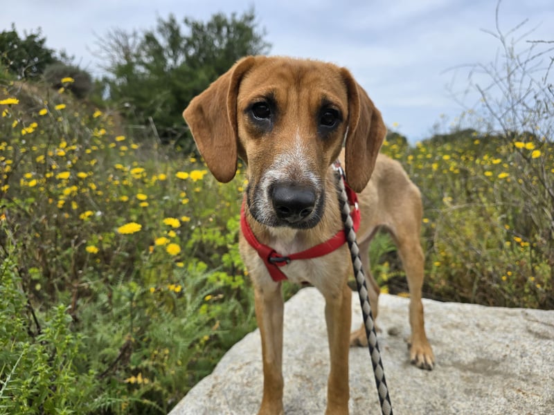 Veneranda: tolle Familienhündin