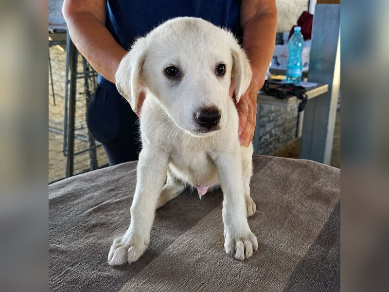 Stefanino: kleiner Fratz sucht Kuschelplatz