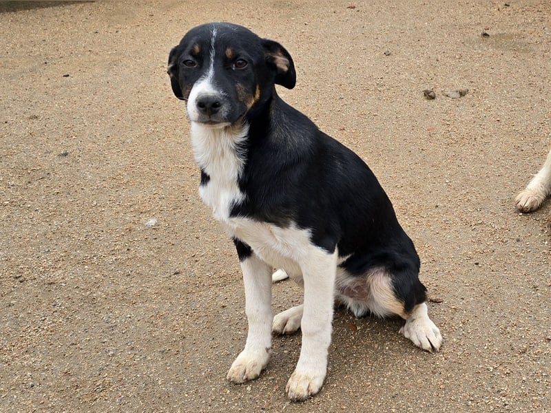 Zero: er wäre gerne Familienhund