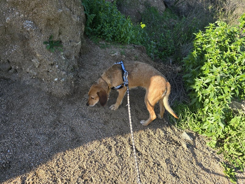 Lilli: sie muss man lieb haben