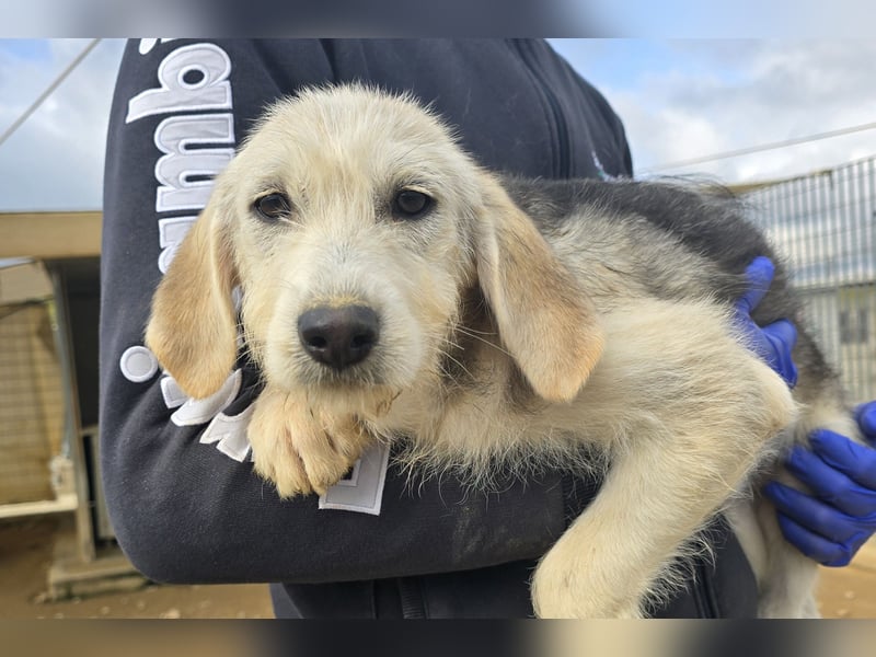 Cianbella:  kleine Zuckerschnute