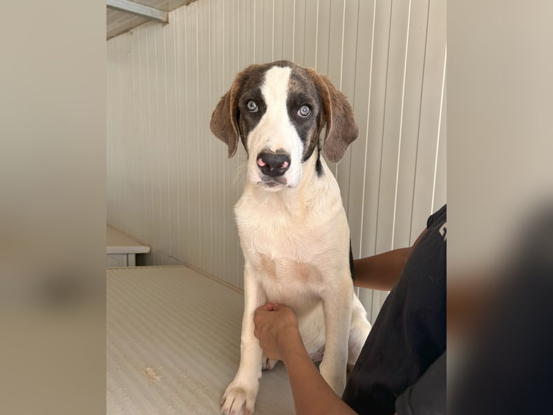 Carlo: sein Blick ist unwiderstehlich