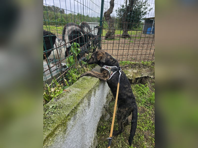 Frieda: ein echter Hingucker