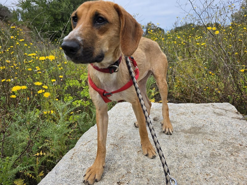 Veneranda: tolle Familienhündin