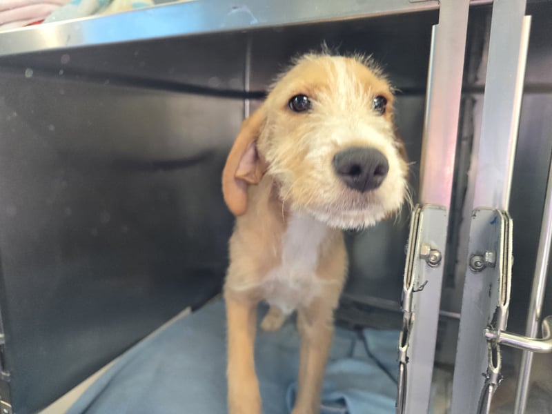 Simon: kleiner Herzensbrecher