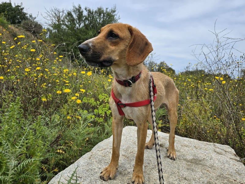 Veneranda: tolle Familienhündin