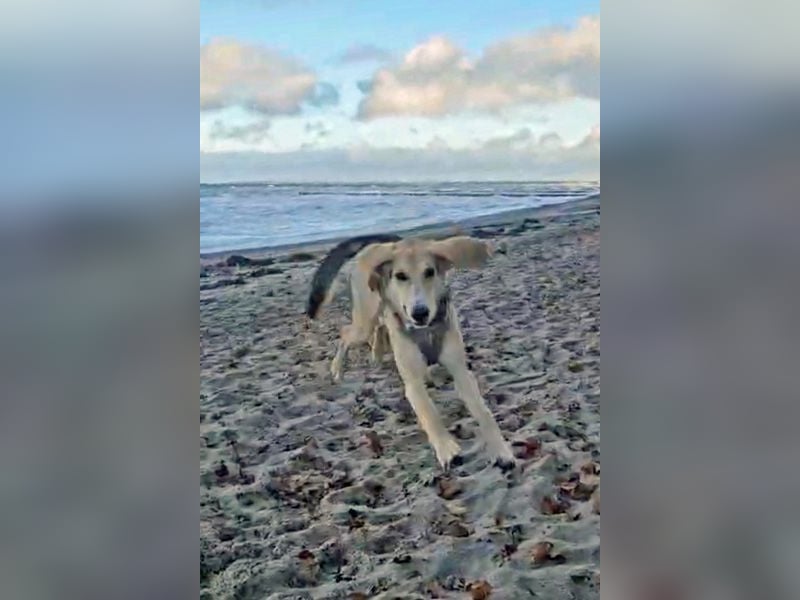 Sofia sucht dringend ein neues Zuhause