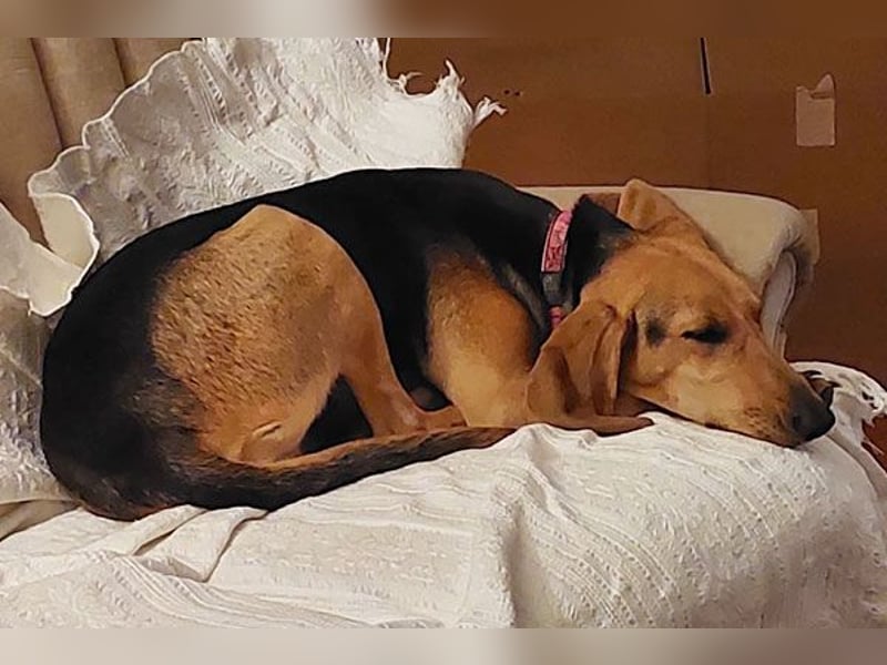 Maria sucht ein Zuhause