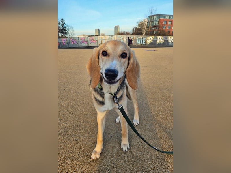 Sofia sucht dringend ein neues Zuhause