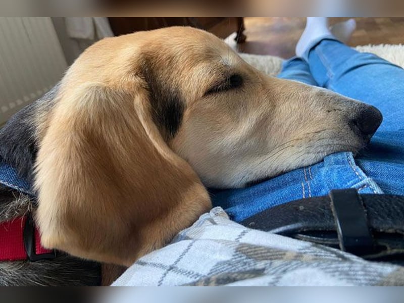 Sofia sucht dringend ein neues Zuhause