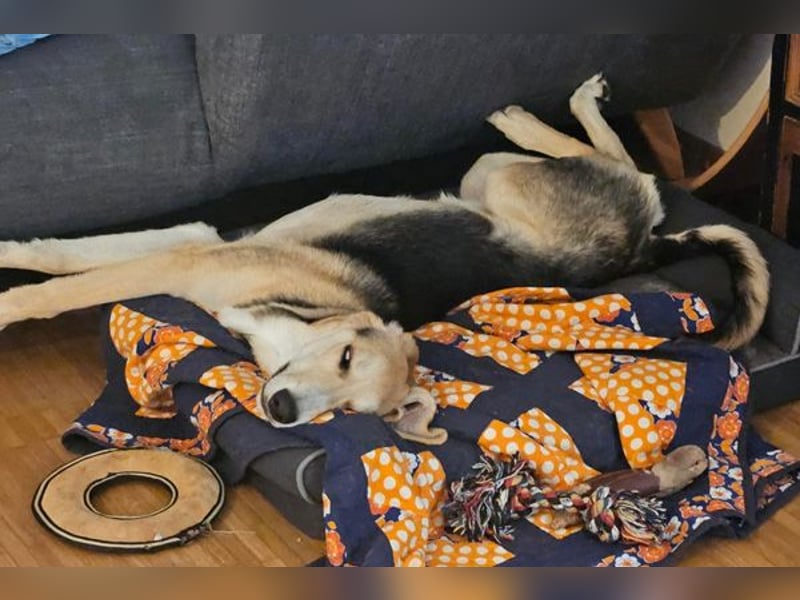 Sofia sucht dringend ein neues Zuhause