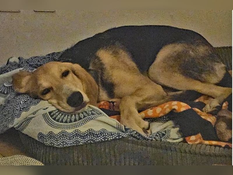 Sofia sucht dringend ein neues Zuhause