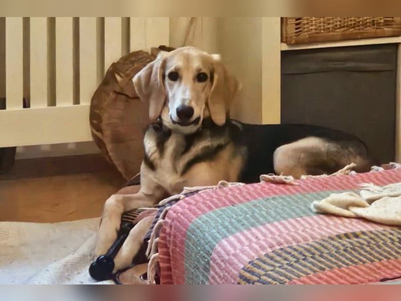 Sofia sucht dringend ein neues Zuhause