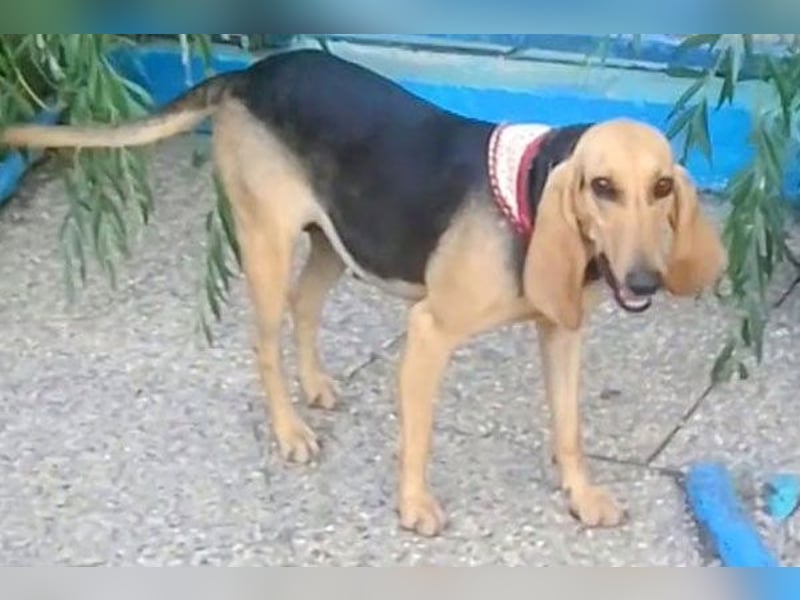 Maria sucht ein Zuhause