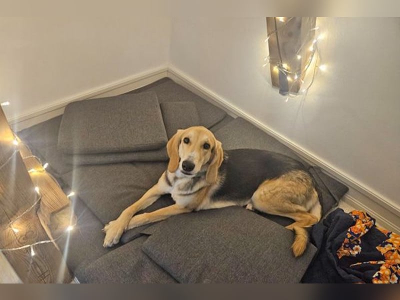 Sofia sucht dringend ein neues Zuhause