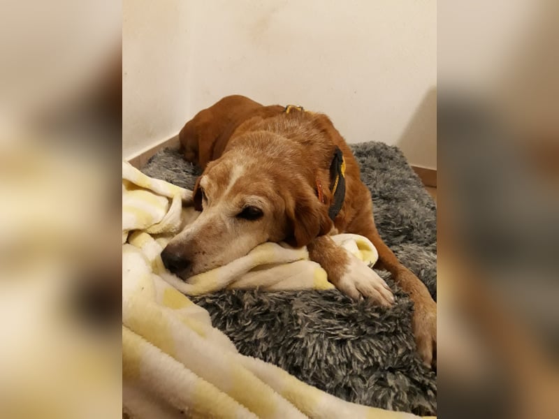 Perla: wer hätte das gedacht?