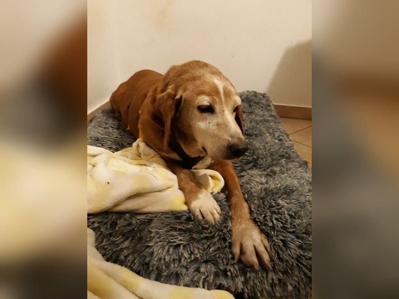 Perla: wer hätte das gedacht?