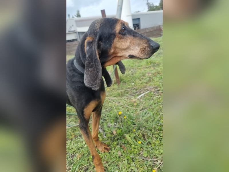 Dringend Mila sucht Pflegestelle oder Zuhause