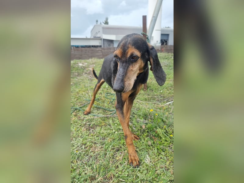 Dringend Mila sucht Pflegestelle oder Zuhause