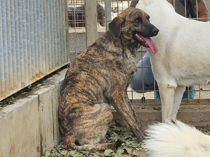 Orione - zum Sterben ausgesetzt