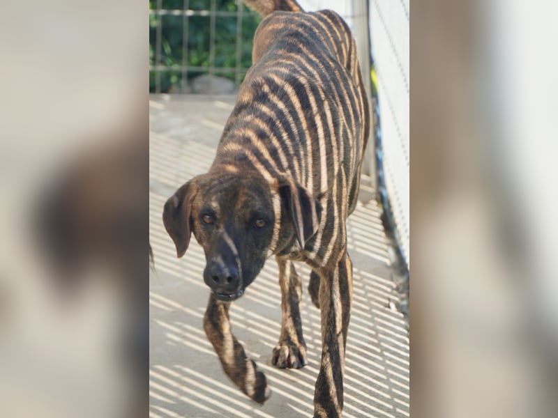 Orione - zum Sterben ausgesetzt