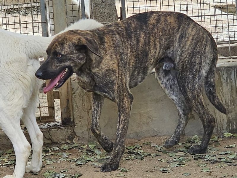 Orione - zum Sterben ausgesetzt