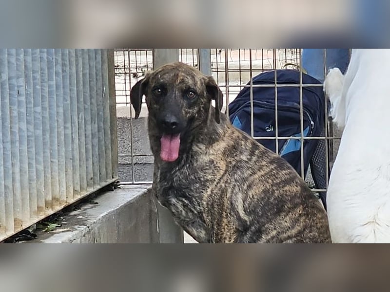 Orione - zum Sterben ausgesetzt