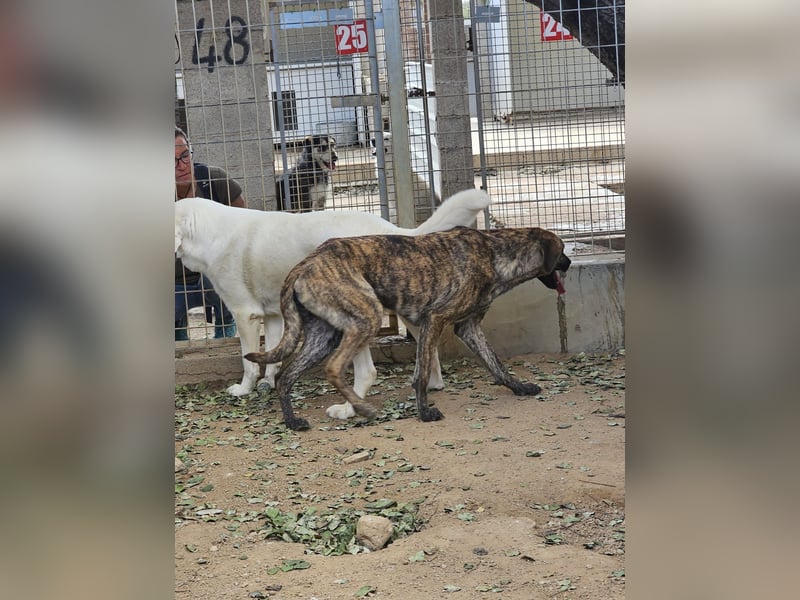Orione - zum Sterben ausgesetzt