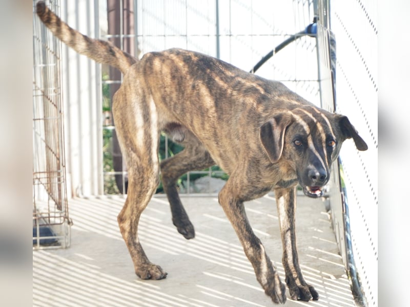 Orione - zum Sterben ausgesetzt