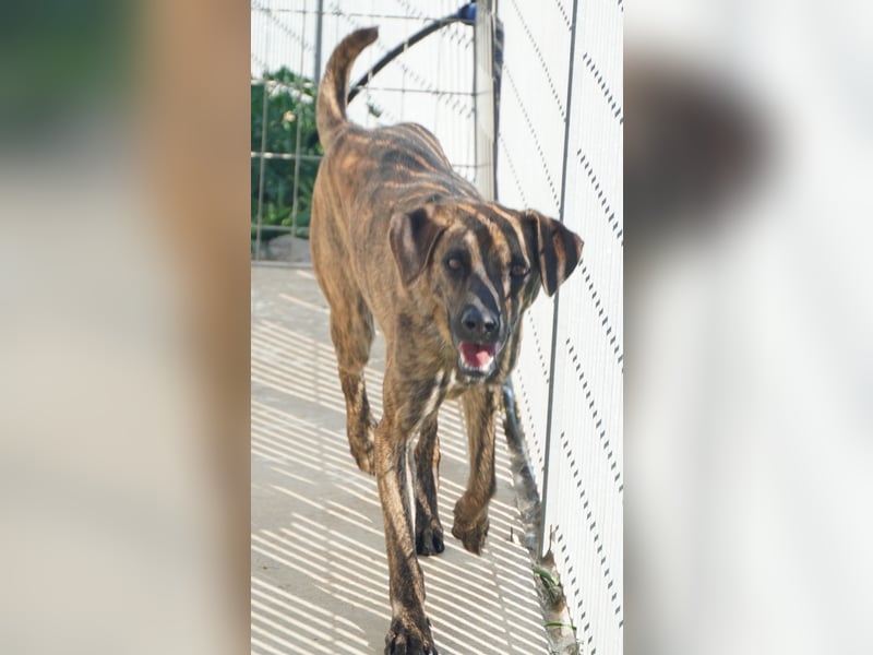 Orione - zum Sterben ausgesetzt