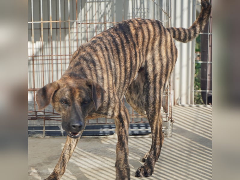 Orione - zum Sterben ausgesetzt