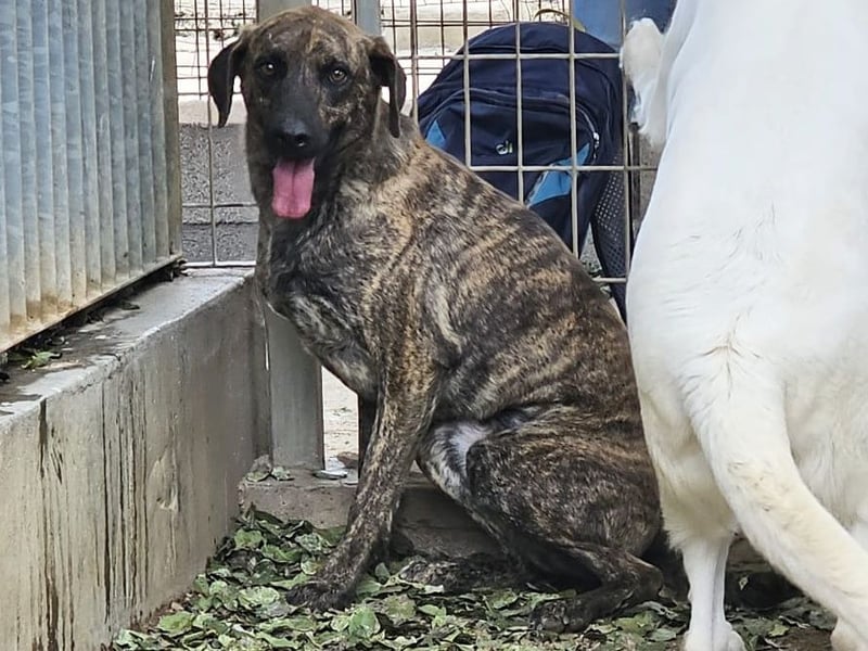 Orione - zum Sterben ausgesetzt