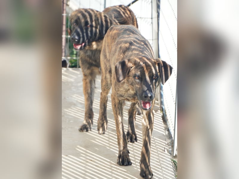 Orione - zum Sterben ausgesetzt